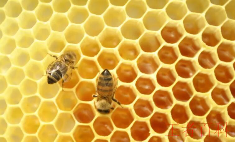 为什么蜜蜂能准确的回巢