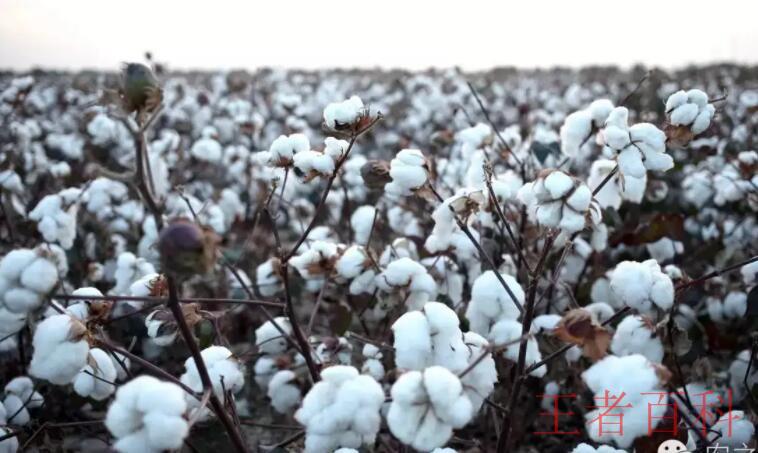 棉花生产优势区主要是在哪里