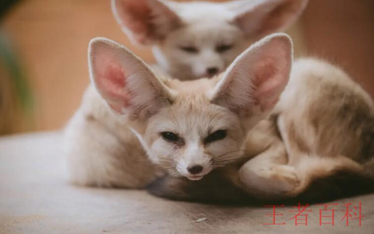 大耳狐耳朵的作用是什么