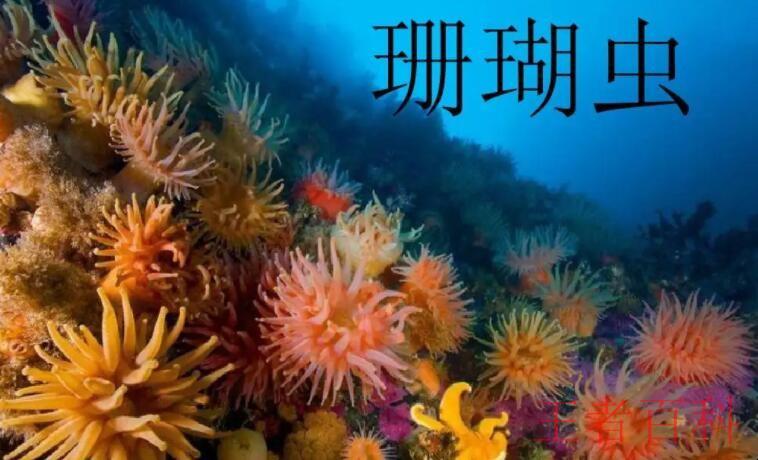 珊瑚虫是什么动物