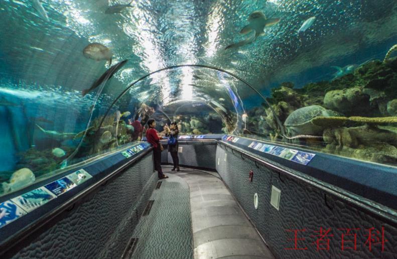 上海海洋水族馆在哪里