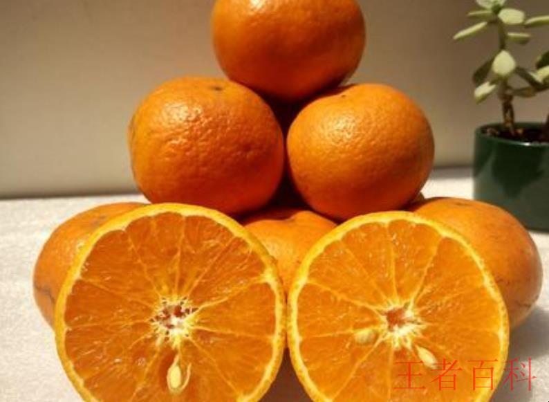 丑橘与沃柑的区别有哪些
