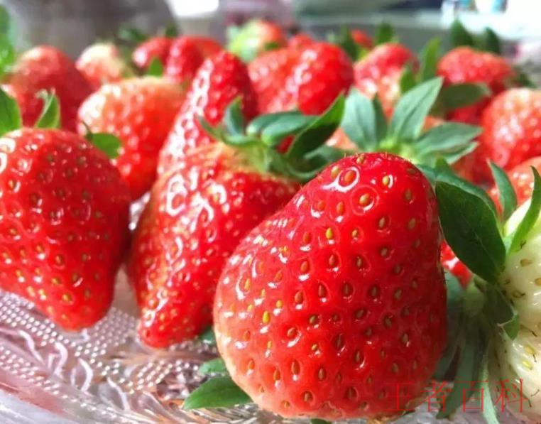 草莓怎么看熟不熟