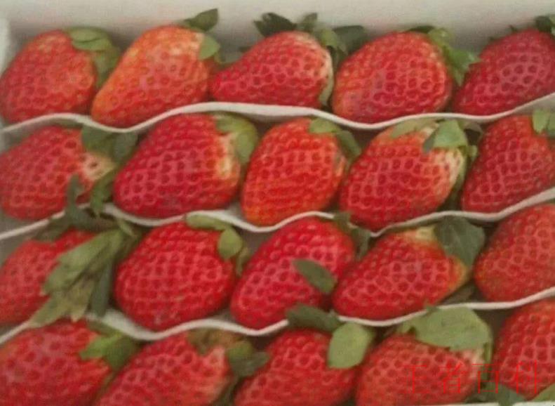 草莓放冰箱需要密封吗