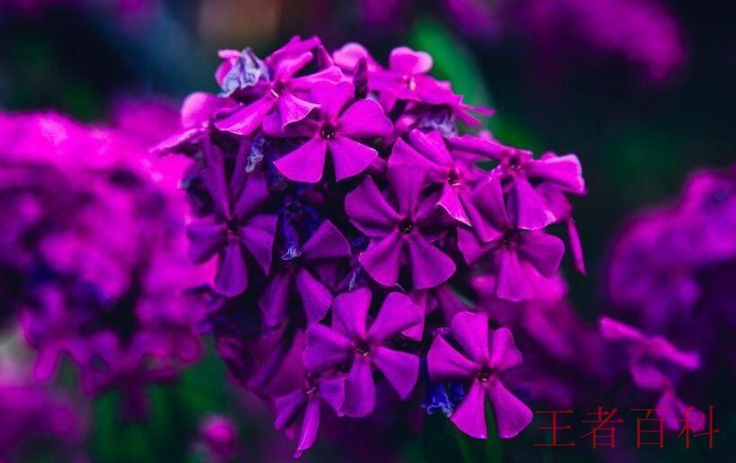 紫色槐花能吃吗