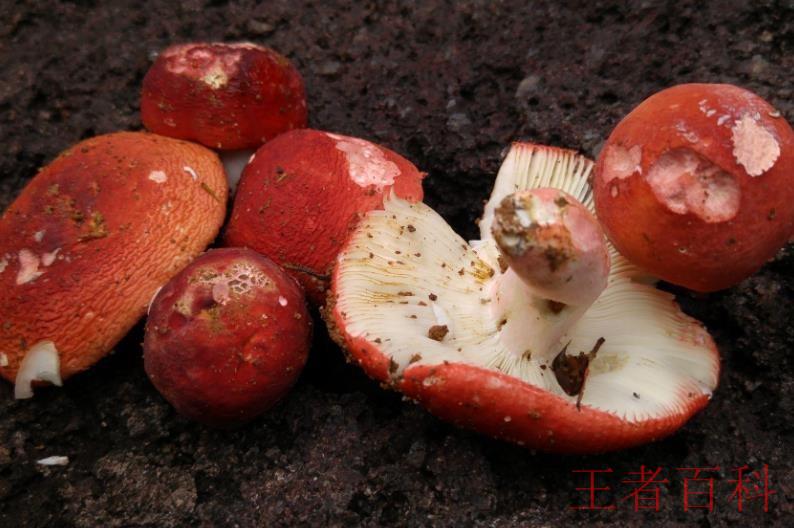 红菌菇如何挑选