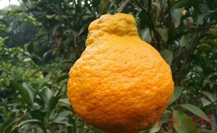 丑八怪橘子是哪里产的