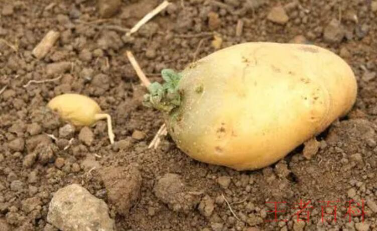 土豆长了一点点小芽可以吃吗