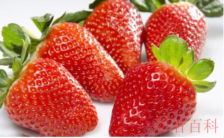 草莓能保存几天