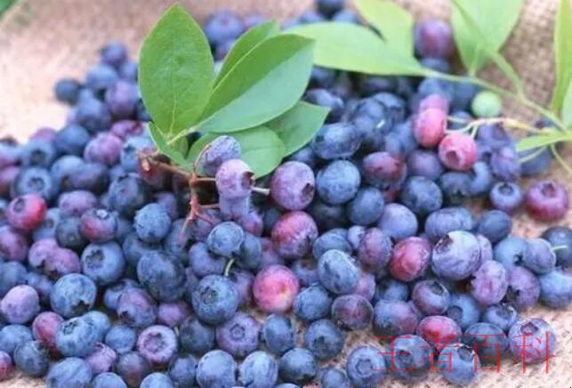 蓝莓李果到底是什么