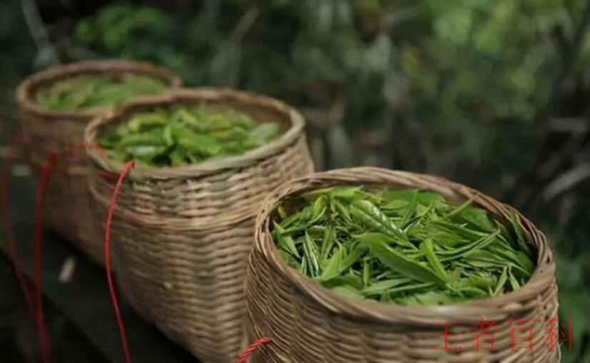 四大名茶之一的龙井茶产地是什么地方