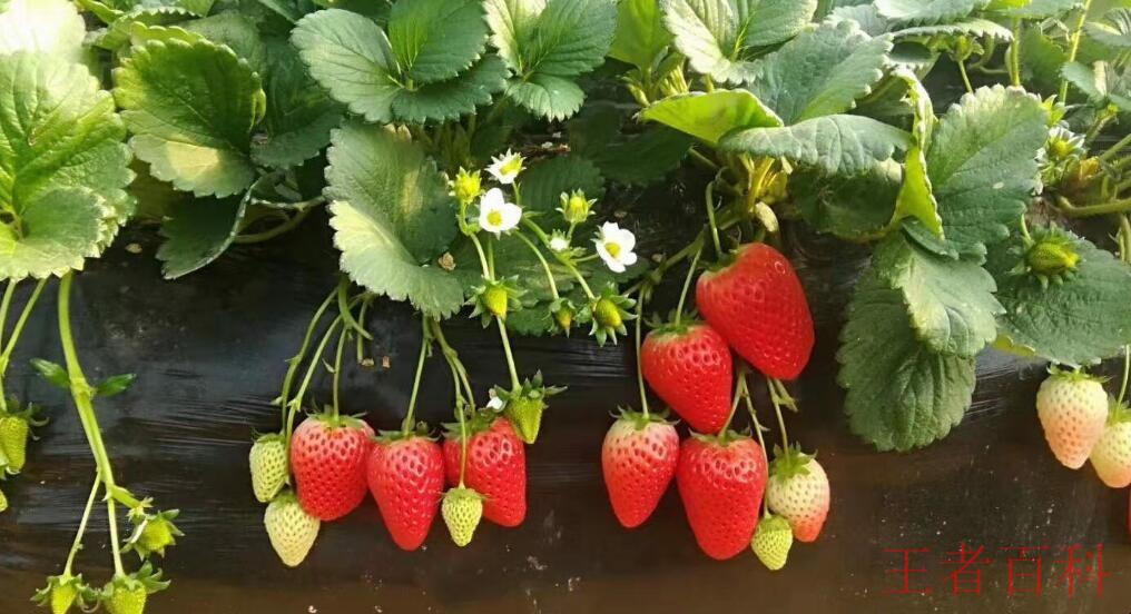 草莓种植季节是几月份