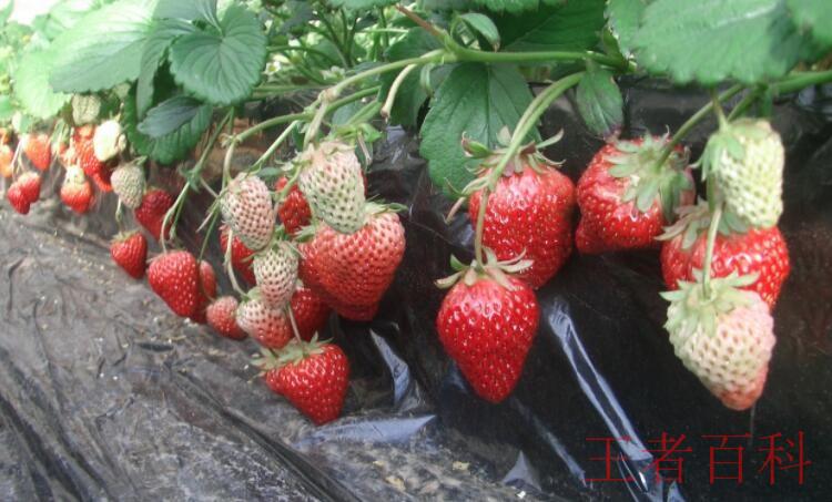 昌平草莓的特点是什么