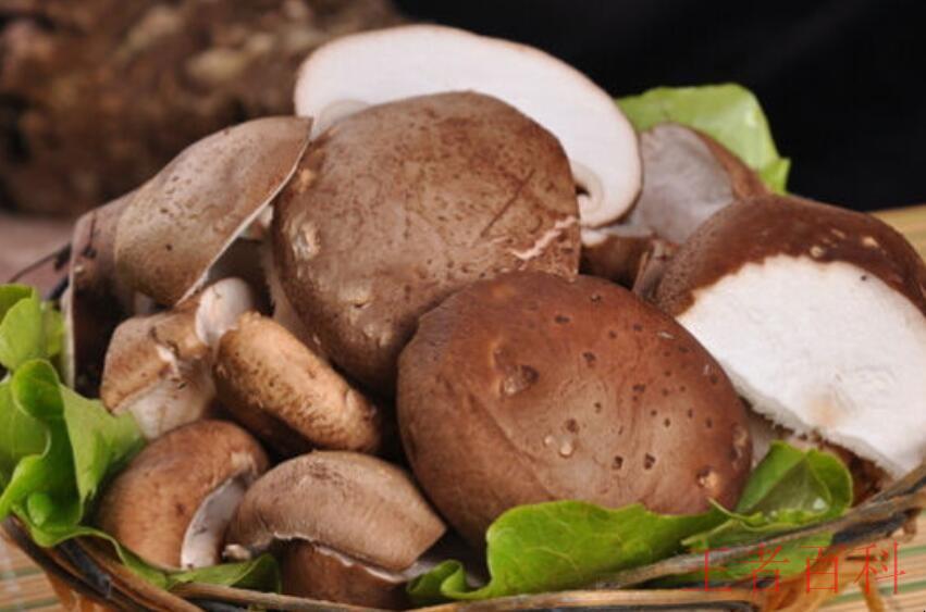蘑菇有什么营养