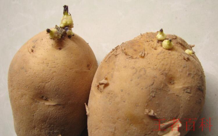 刚发芽的土豆还能吃吗
