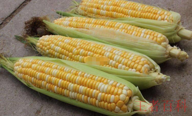 玉米是酸性还是碱性