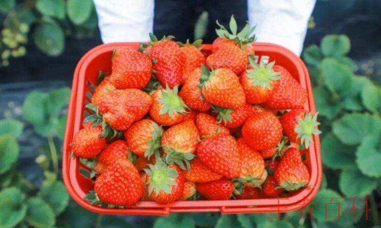 草莓的品种有哪些