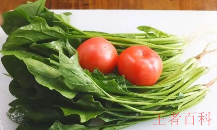 西红柿可以和菠菜一起吃吗