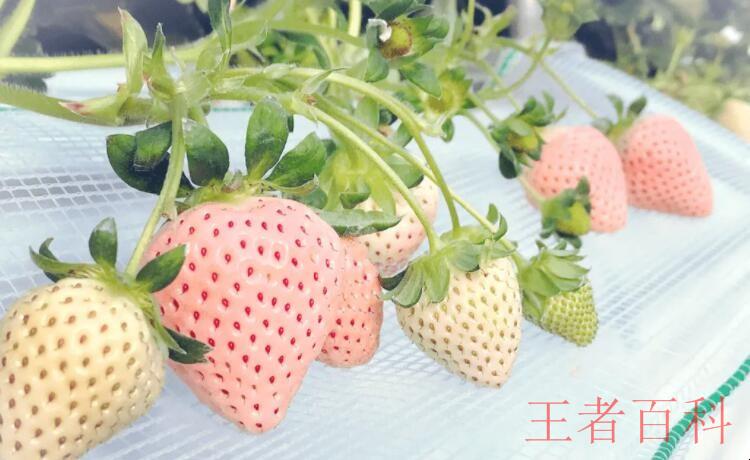 淡雪草莓是转基因的吗