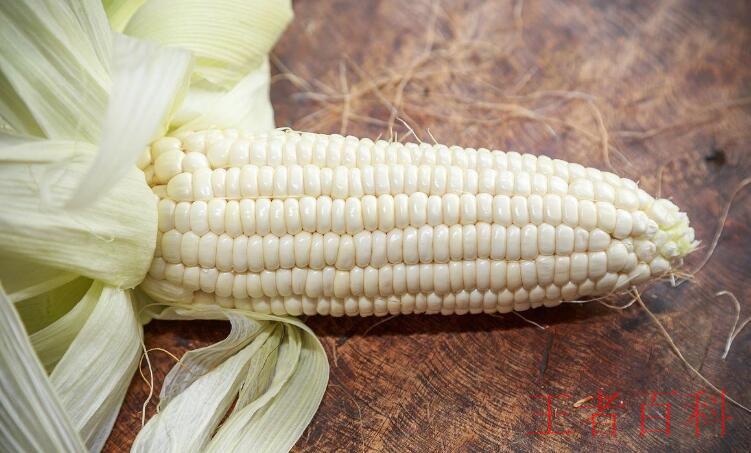 白玉米和黄玉米的区别是什么
