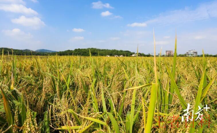 中国哪里一年三季水稻