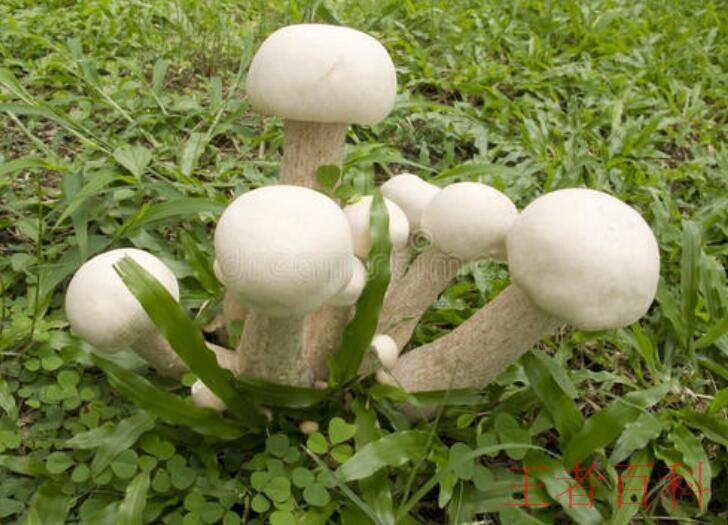 茶台长出蘑菇是什么梗