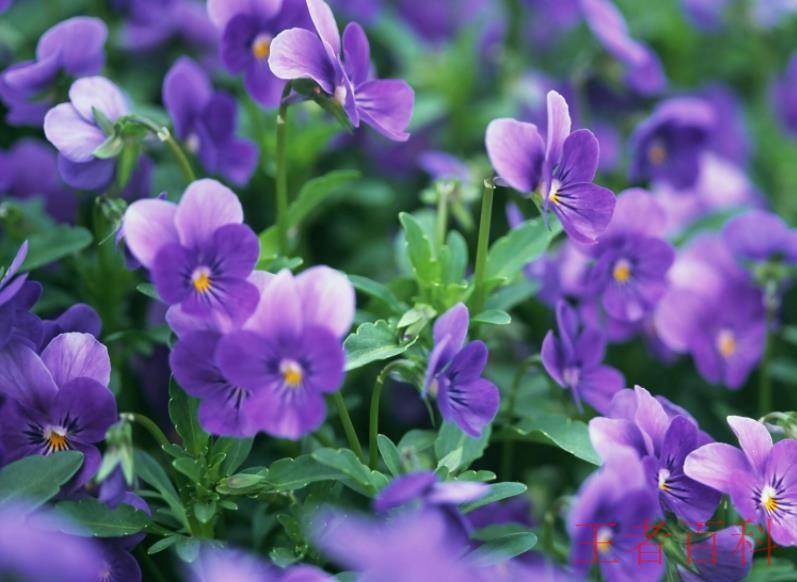 紫罗兰花的花语是什么