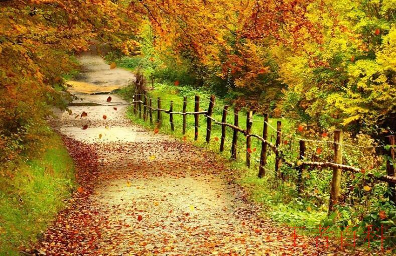 描写秋天景色优美句子有哪些