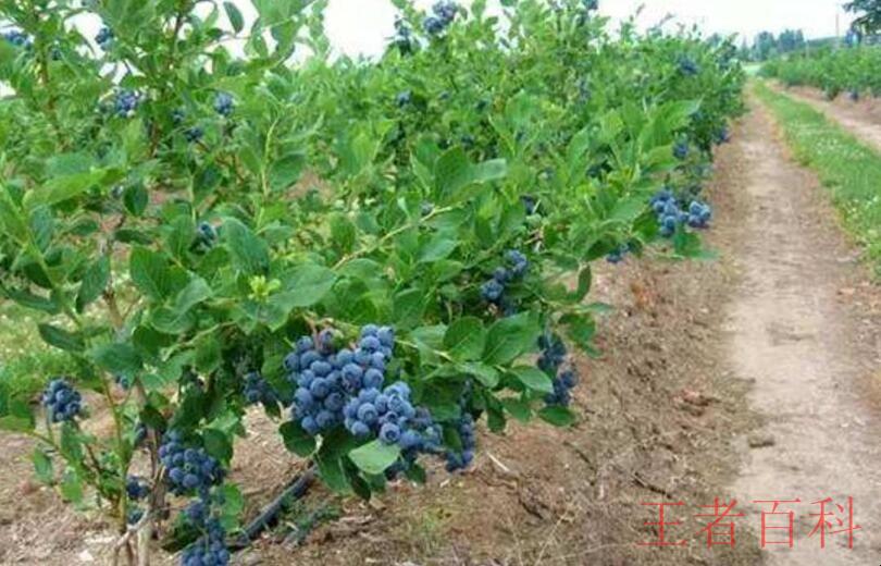 蓝莓种植的注意事项是什么