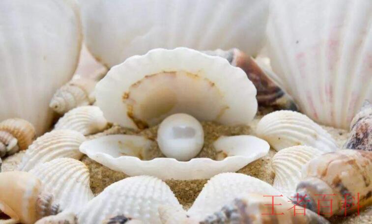 珍珠蚌怎么生出珍珠的
