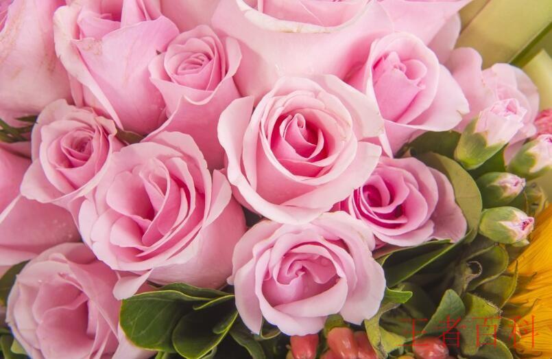 粉色玫瑰花语是什么