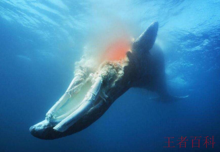 鲸落是什么意思