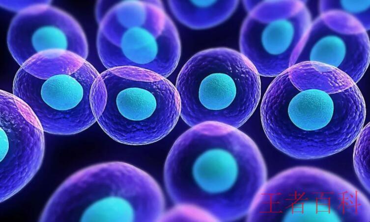 细胞膜的主要成分是什么