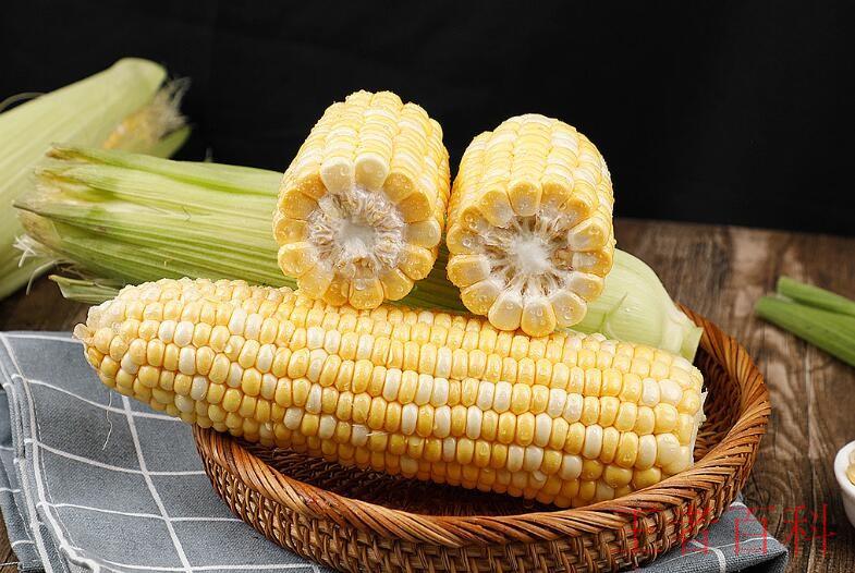哪种玉米是转基因的