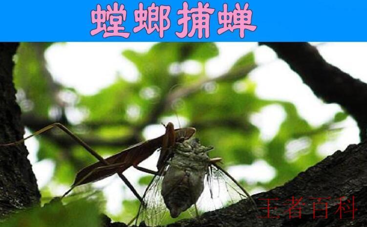 《螳螂捕蝉》翻译是什么