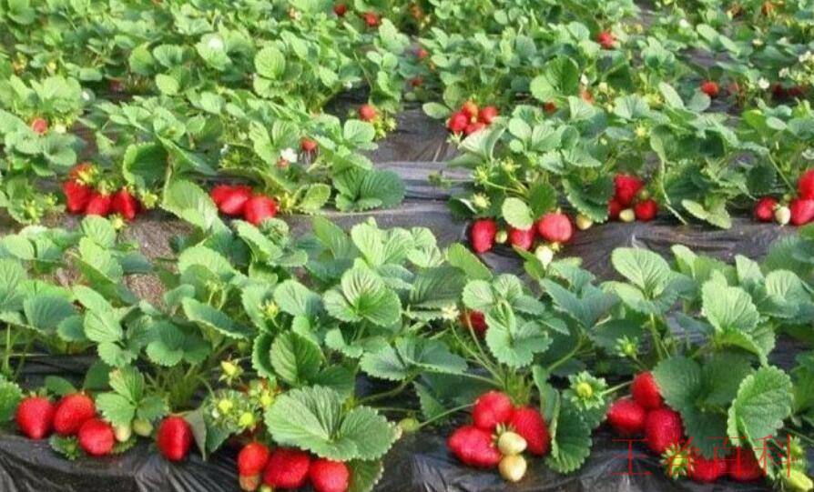 大棚种植草莓的小技巧有哪些