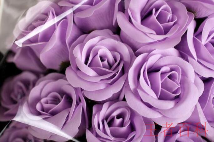 紫色玫瑰花语是什么