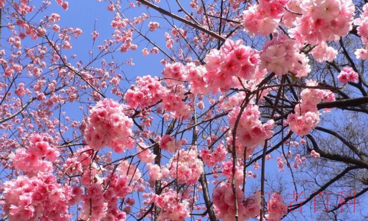 关于樱花的唯美短句有哪些