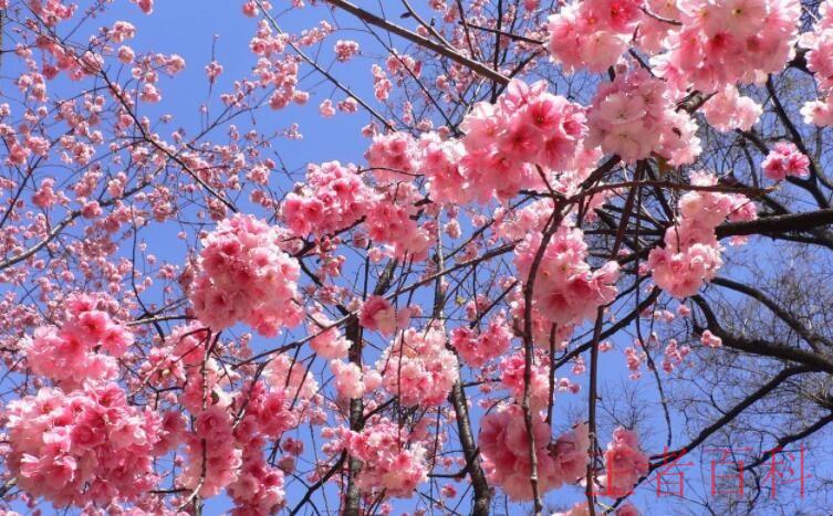 形容樱花的优美句子有哪些