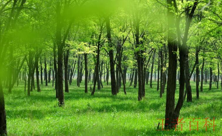 关于绿树成荫的诗句有哪些