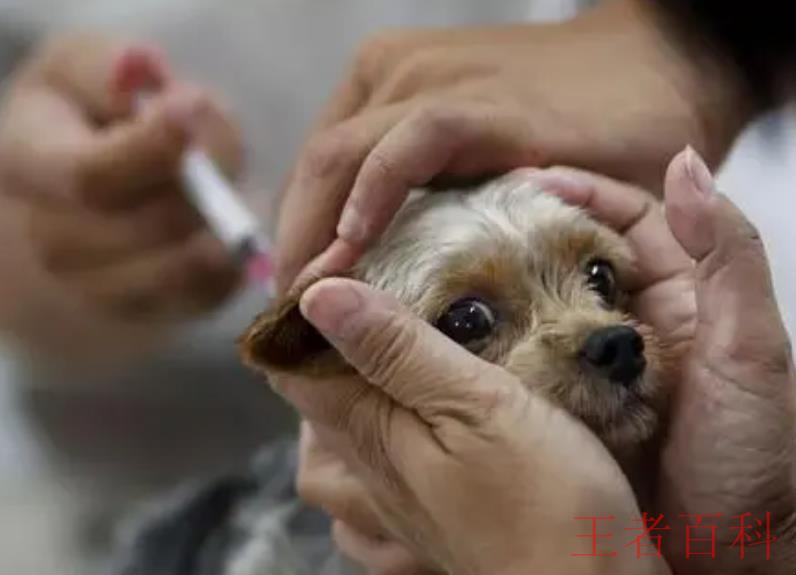 狗狗单抗疫苗有什么作用
