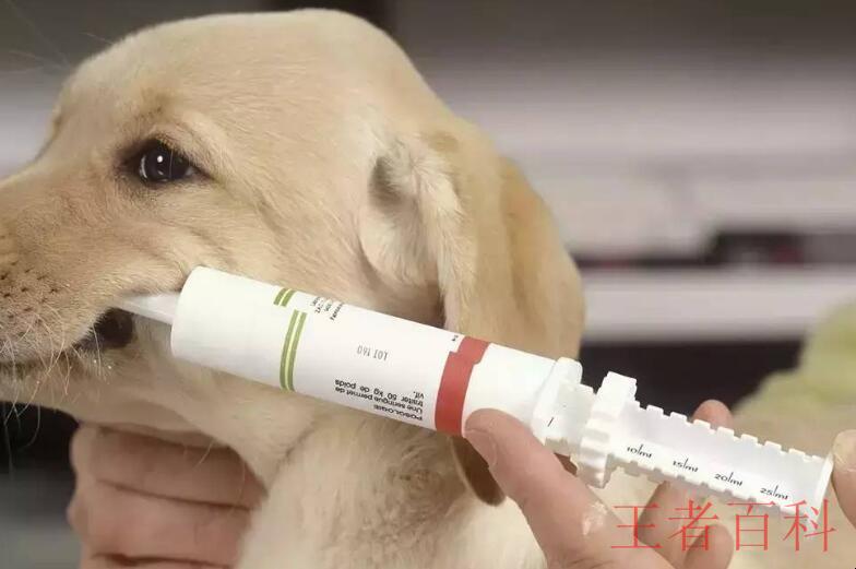 狗狗从出生要打的疫苗有哪些