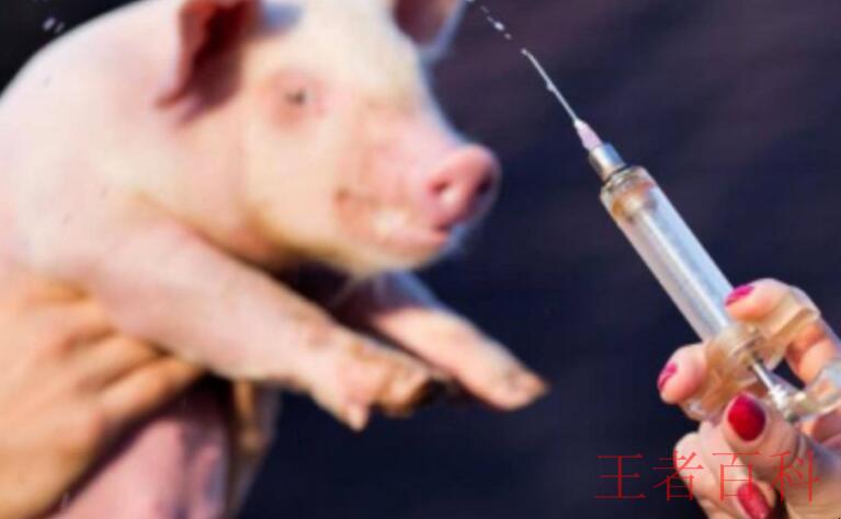 猪瘟疫苗打多了怎么办