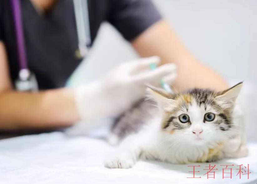 猫狗打疫苗