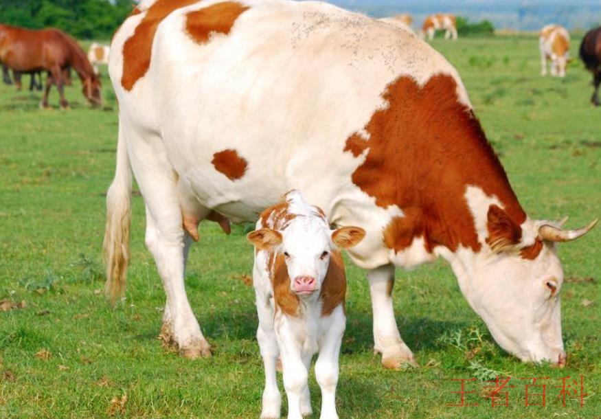 养牛必须打哪些疫苗