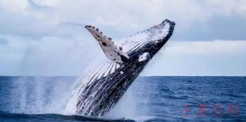 鲸落软件分享是什么