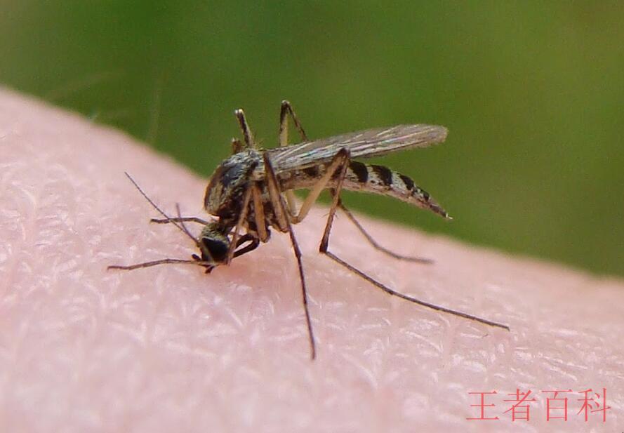蚊子的寿命有多长