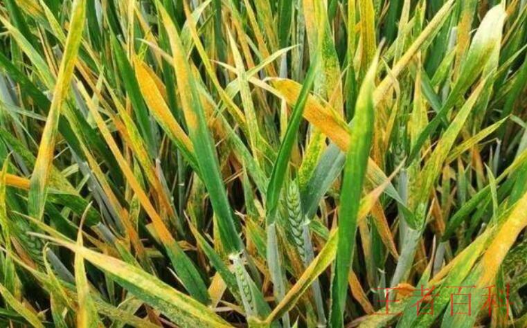 小麦赤霉病用什么药防治