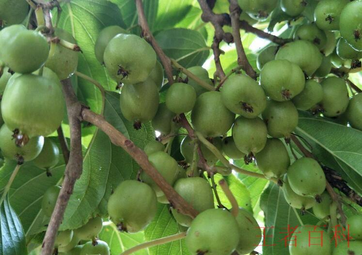 软枣猕猴桃是树还是藤