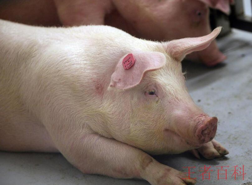 猪链球菌病的症状都有哪些